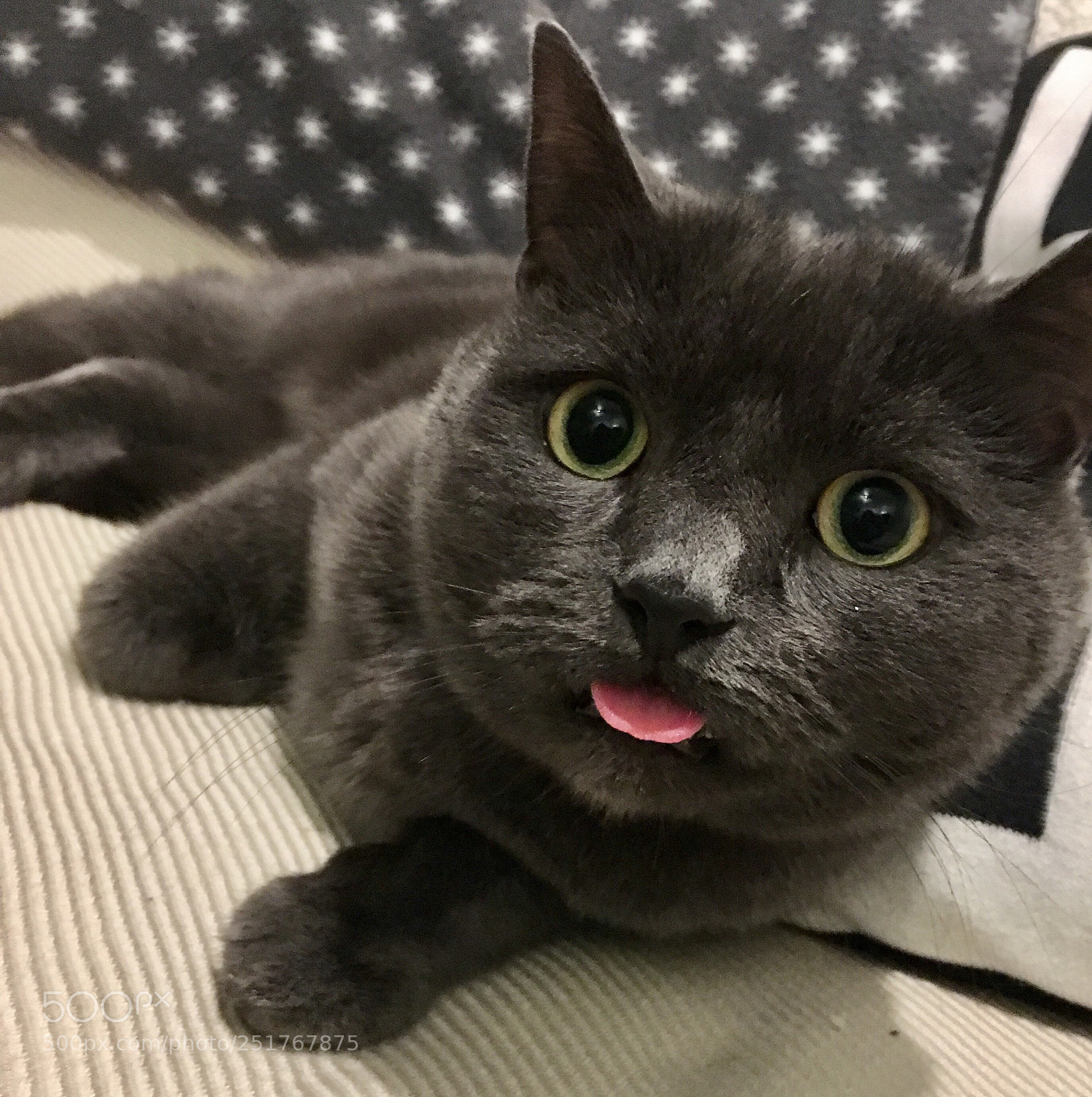 Apple iPhone SE sample photo. Silly cat photography