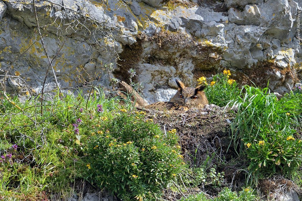 Nikon D500 sample photo. Hibou grand duc dx5_4661_00001.jpg photography