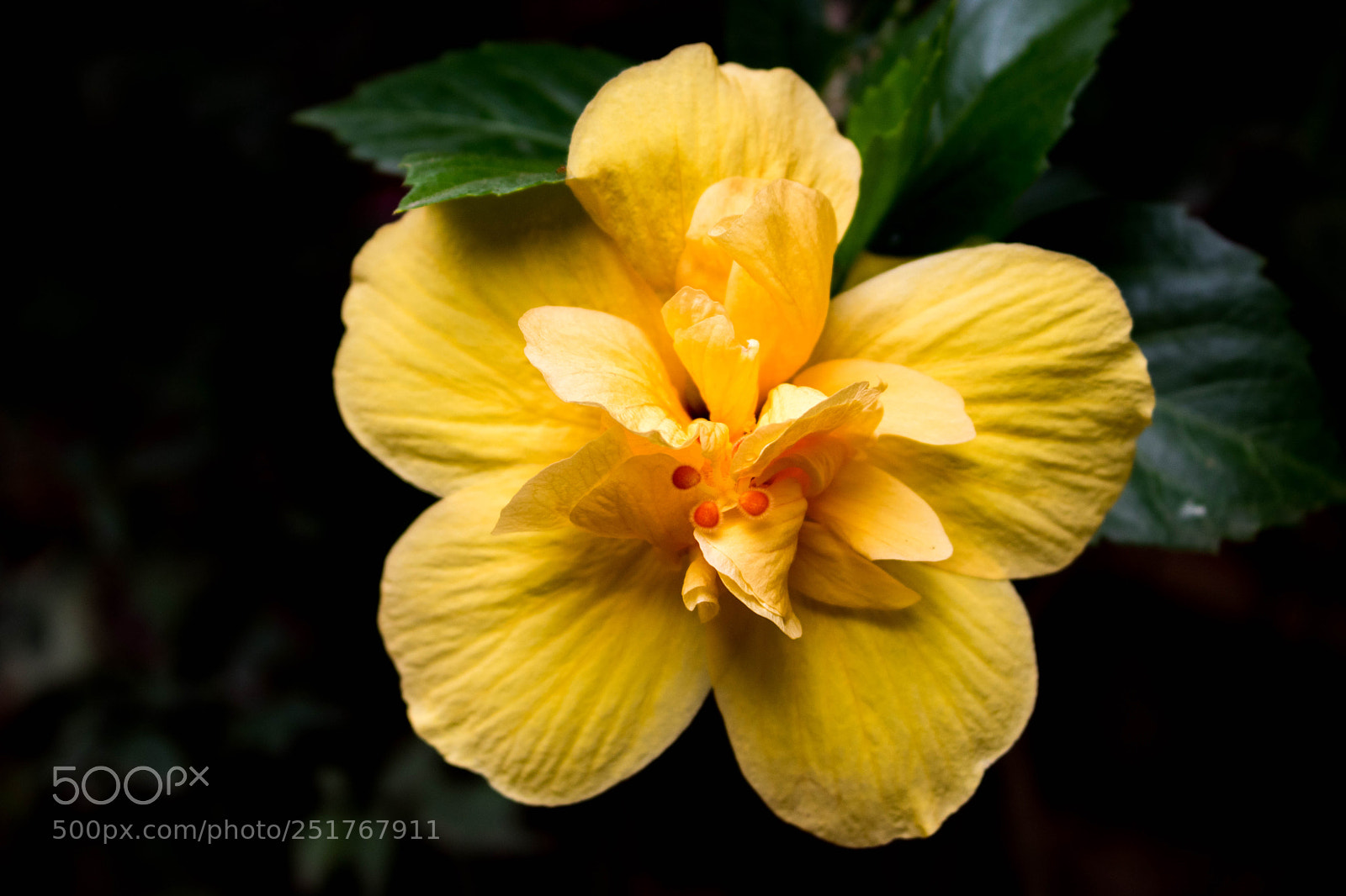 Canon EOS 750D (EOS Rebel T6i / EOS Kiss X8i) sample photo. Yellow hibiscus photography