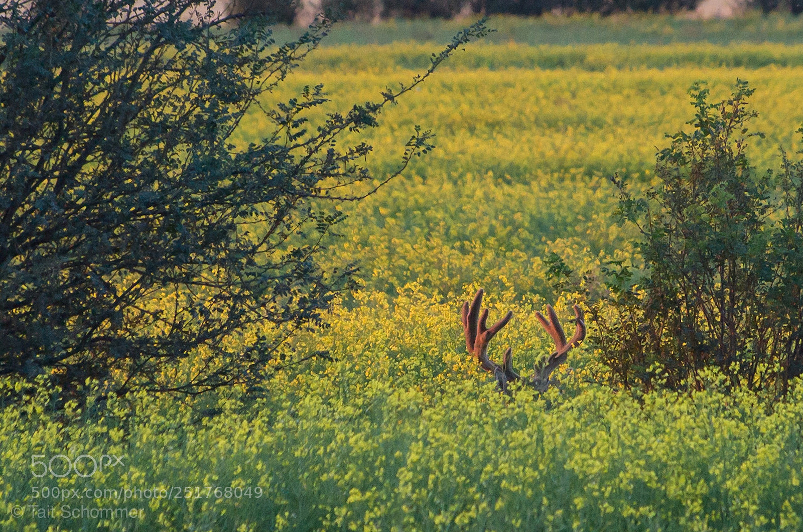 Pentax K-50 sample photo. Almost hidden buck photography
