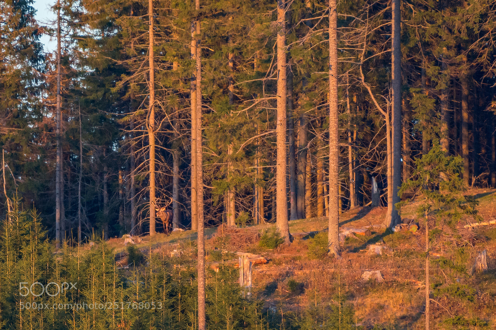 Nikon D7100 sample photo. Rut photography