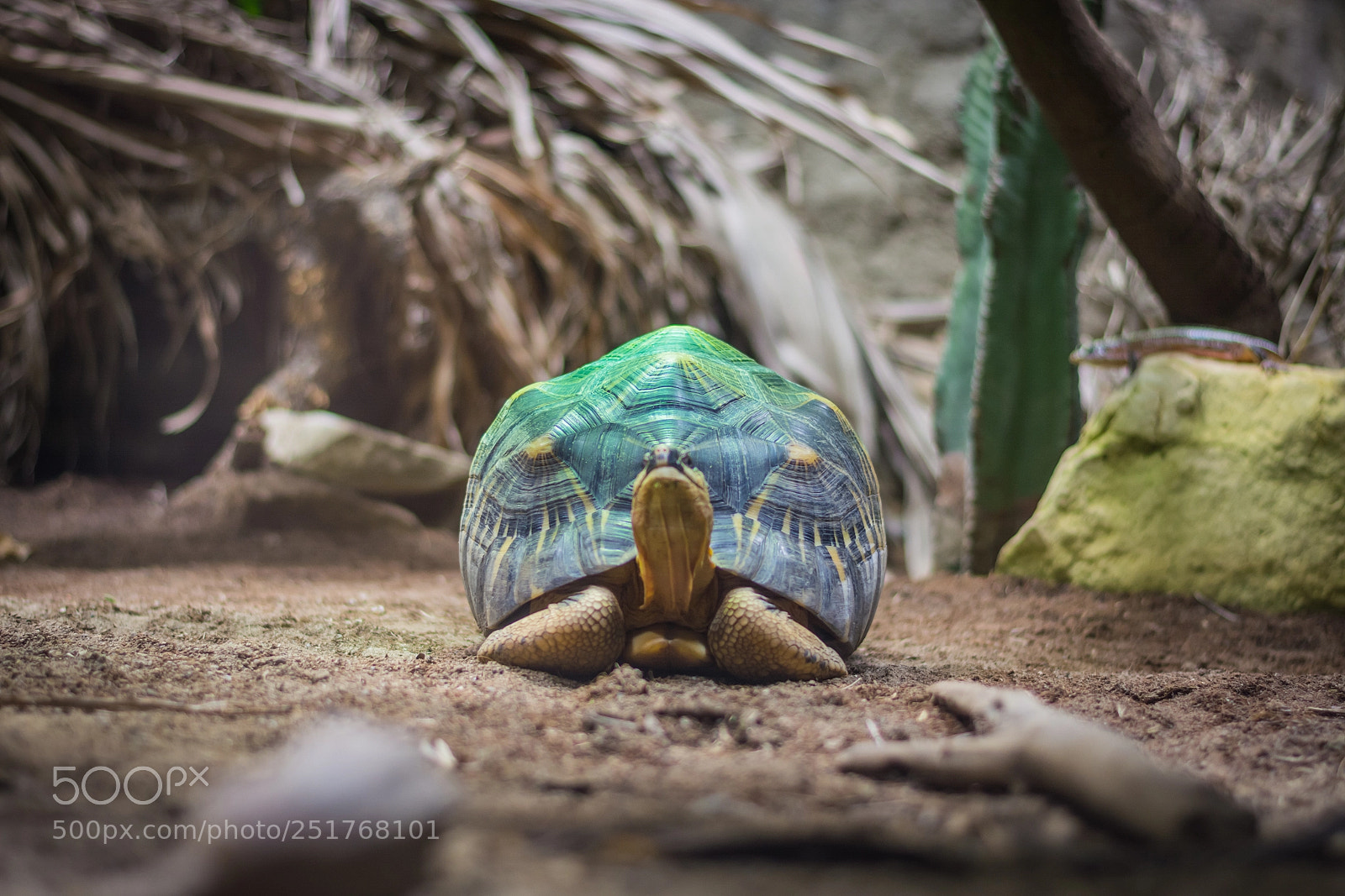 Nikon D5200 sample photo. Radiated tortoise photography