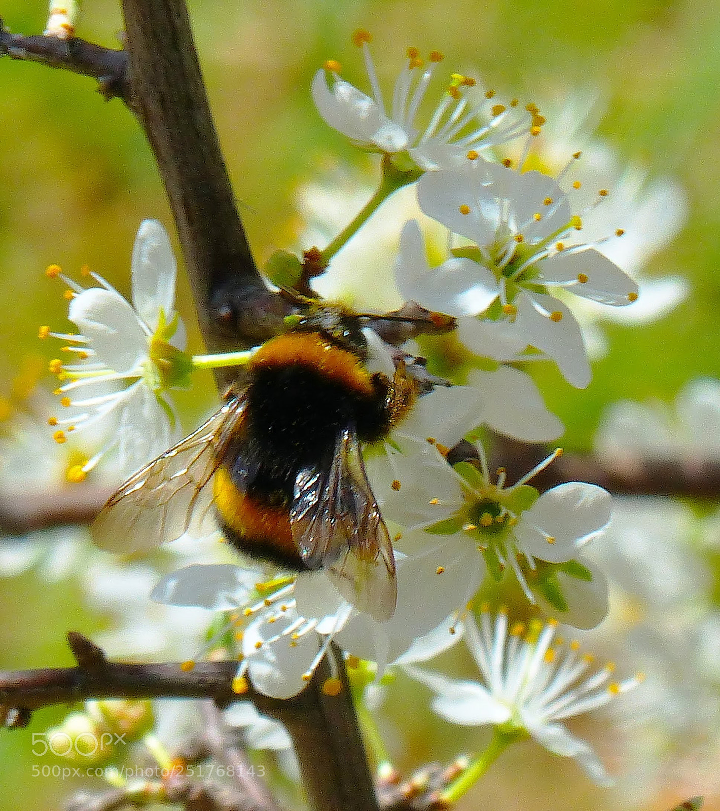 Panasonic Lumix DMC-FZ200 sample photo. Bee on the flower photography