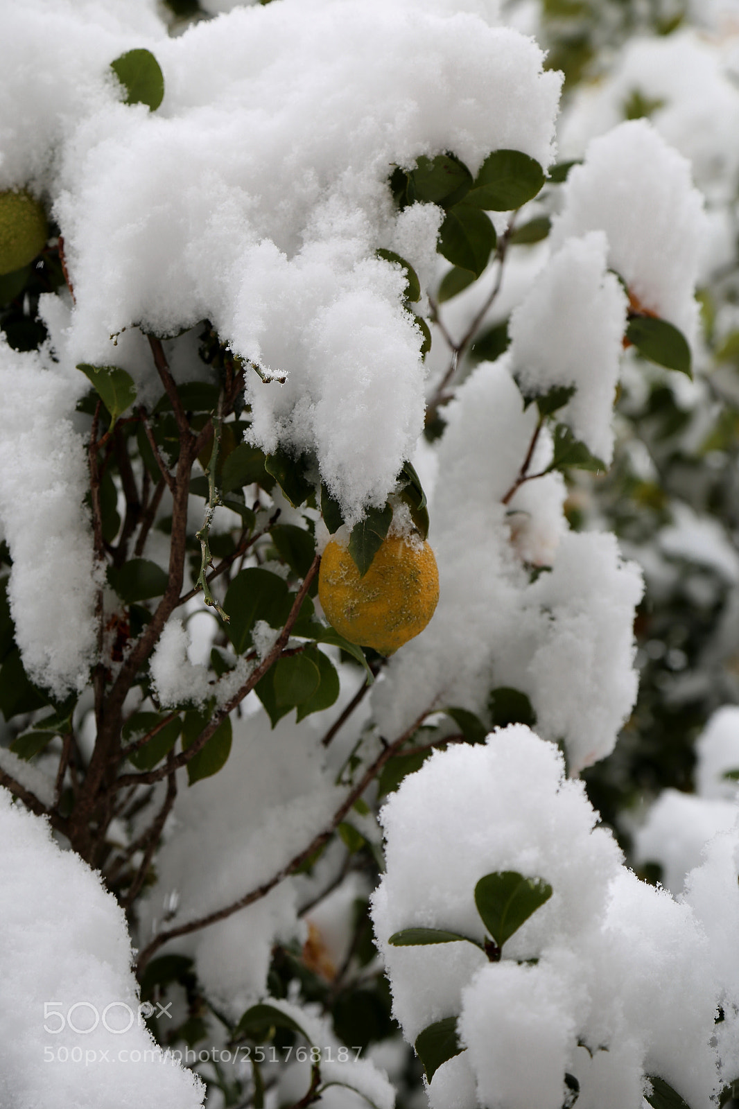 Canon EOS 6D + Canon EF 24-105mm F4L IS USM sample photo. Snow 1 photography
