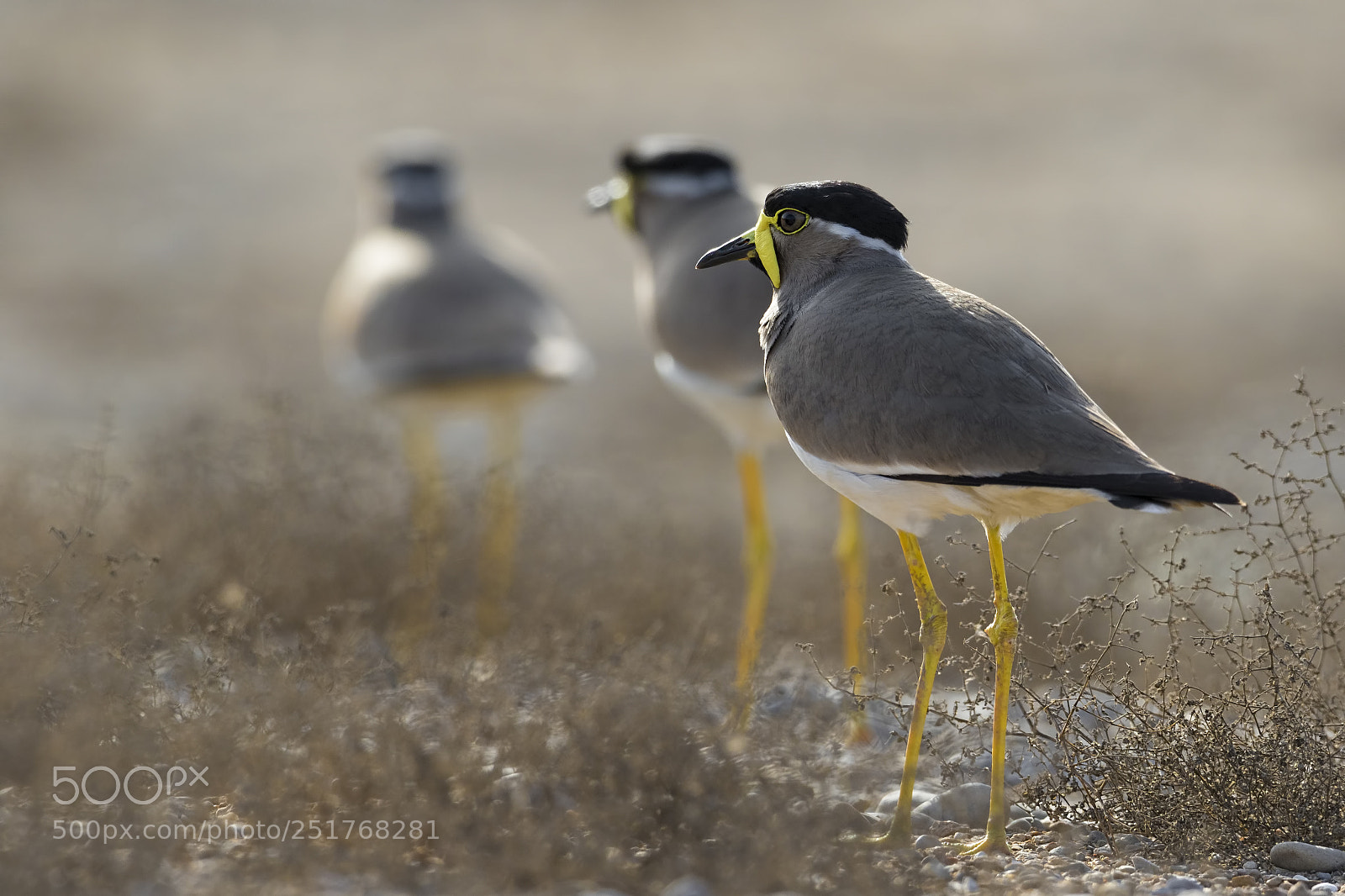 Canon EOS 7D Mark II sample photo. Yellow-wattled lapwings photography