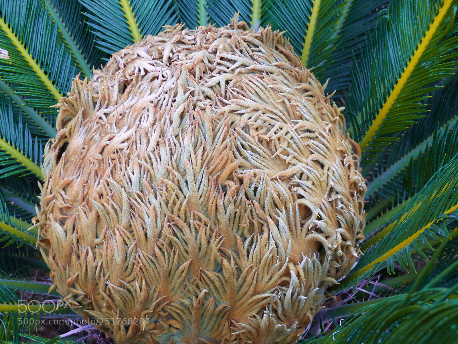 Panasonic Lumix DMC-FZ200 sample photo. Jpg photography