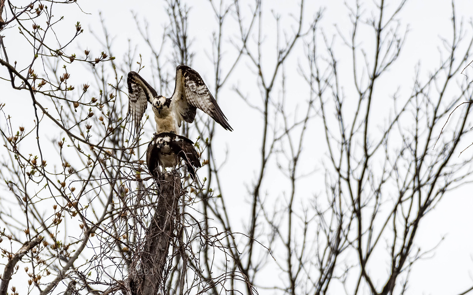 Nikon D500 sample photo. Osprey mating photography