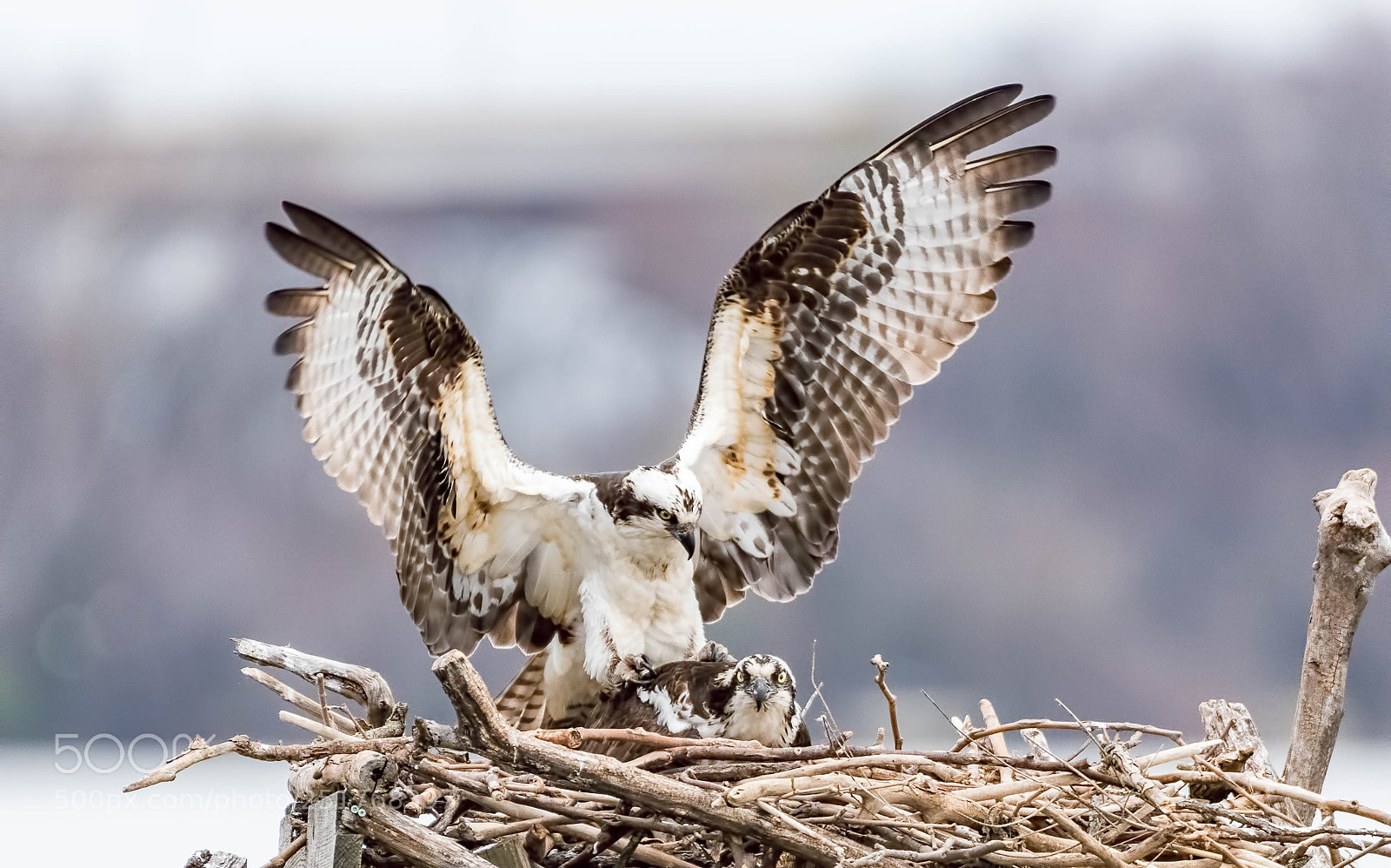 Nikon D500 sample photo. Osprey mating photography
