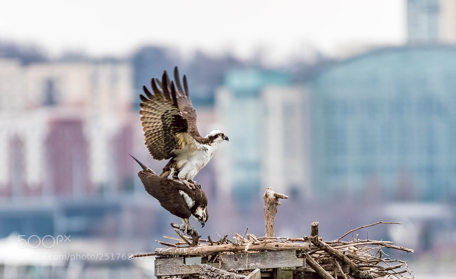 Nikon D500 sample photo. Osprey mating photography