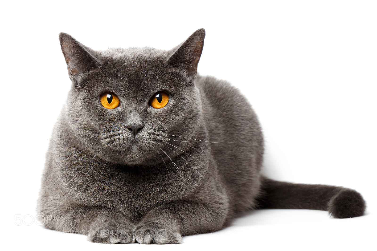 Canon EOS 700D (EOS Rebel T5i / EOS Kiss X7i) sample photo. British gray cat sitting photography