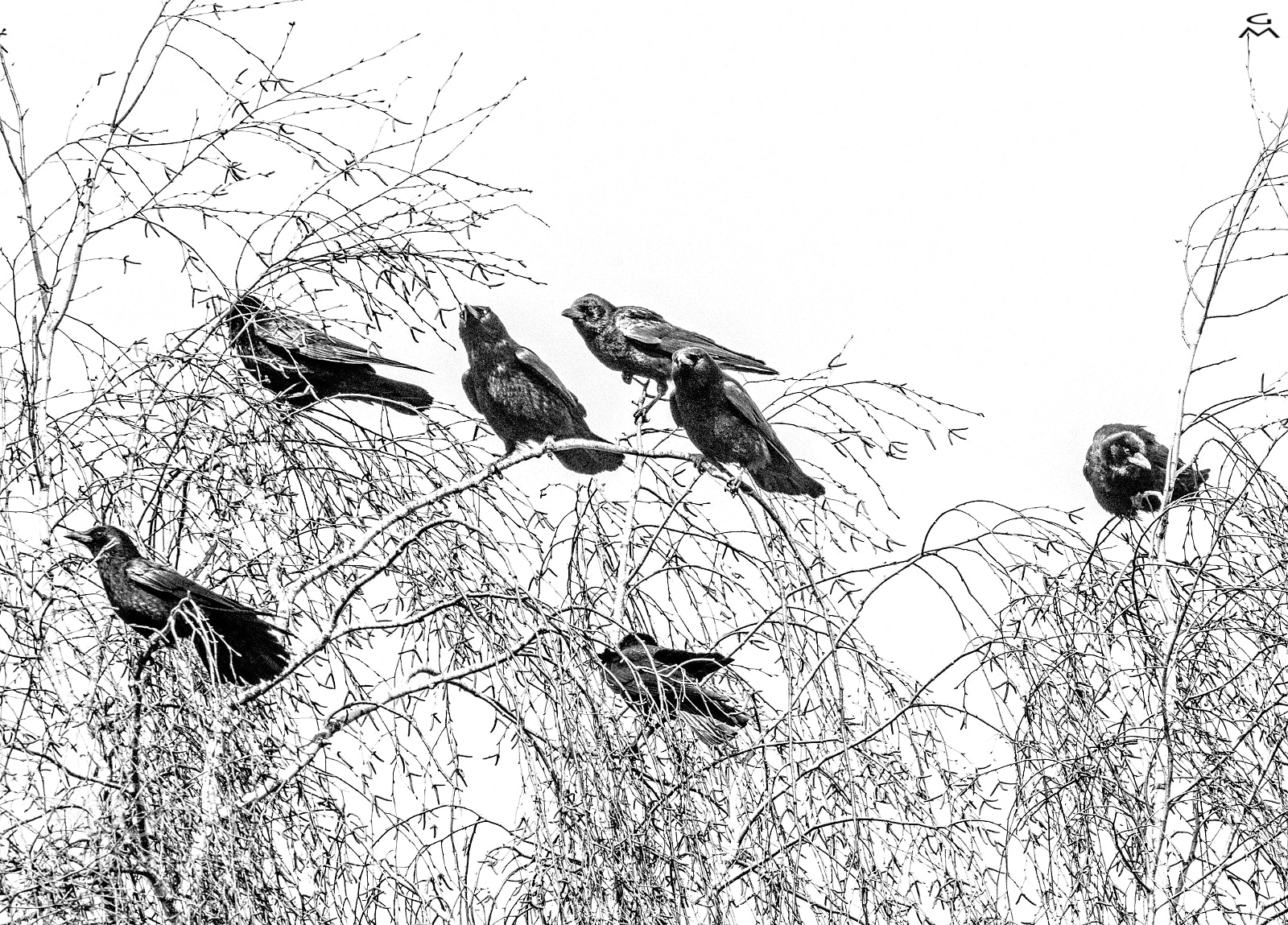 Nikon D500 sample photo. Ravens photography