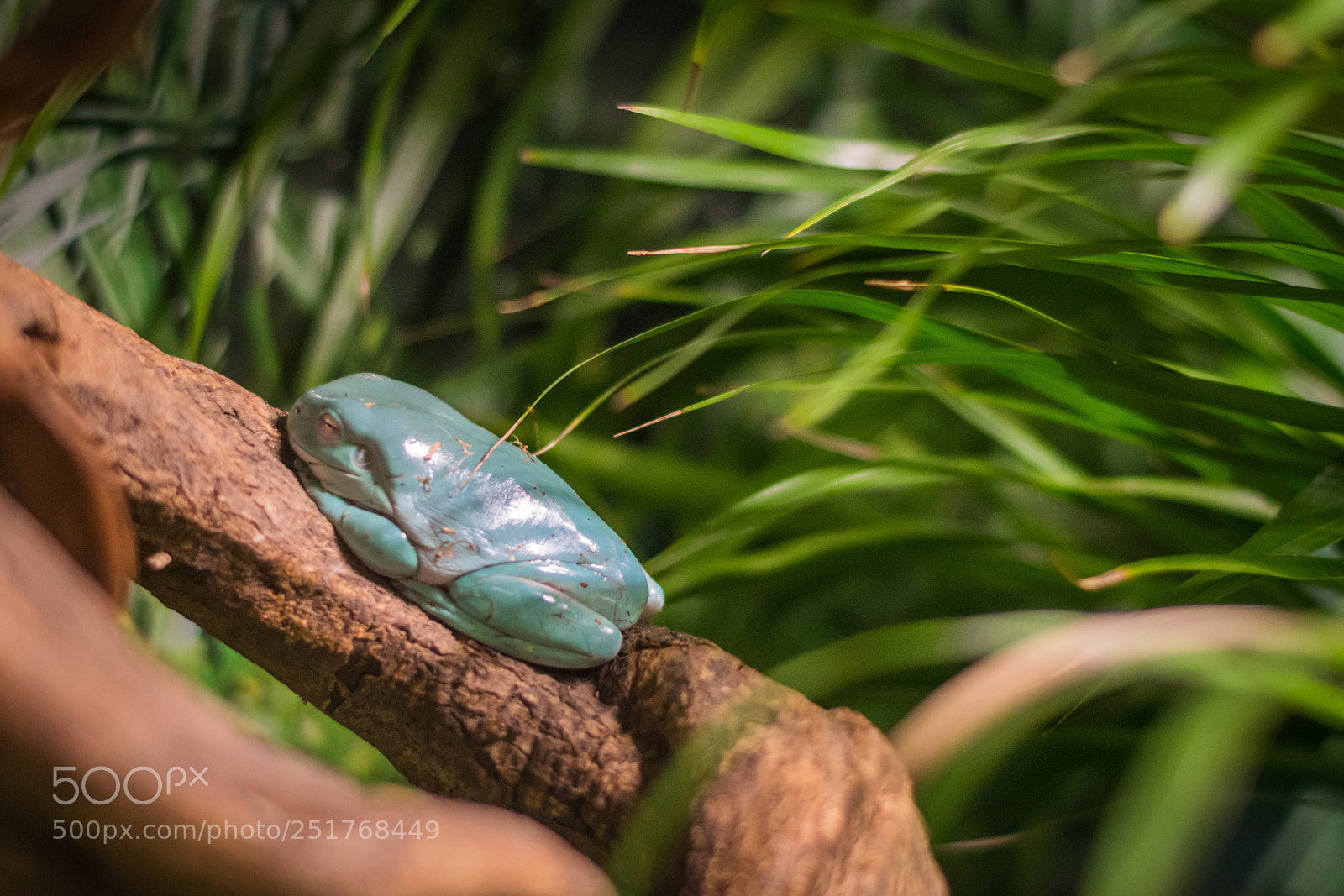Nikon D5200 sample photo. Chinese gliding tree frog photography