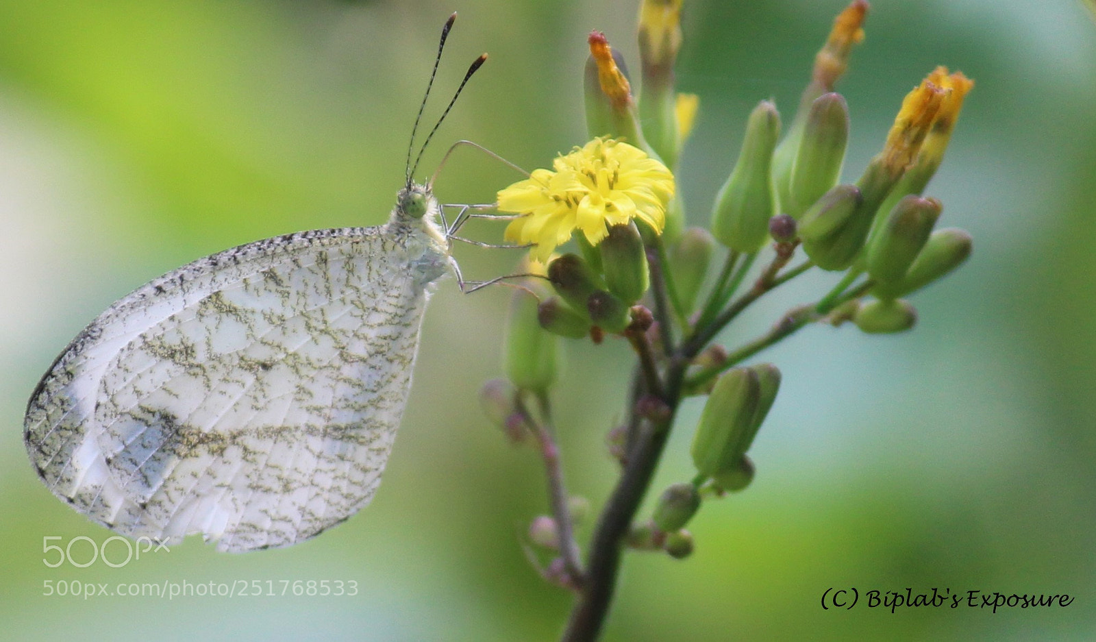 Canon EOS 1300D (EOS Rebel T6 / EOS Kiss X80) sample photo. Butterfly photography