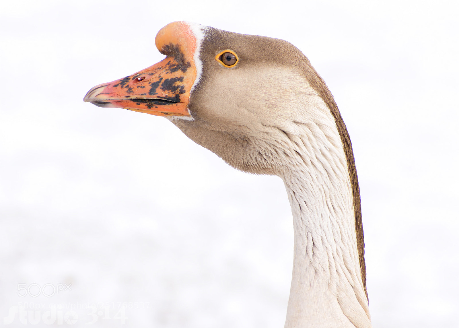 Nikon D7200 sample photo. Chinese goose - oie photography