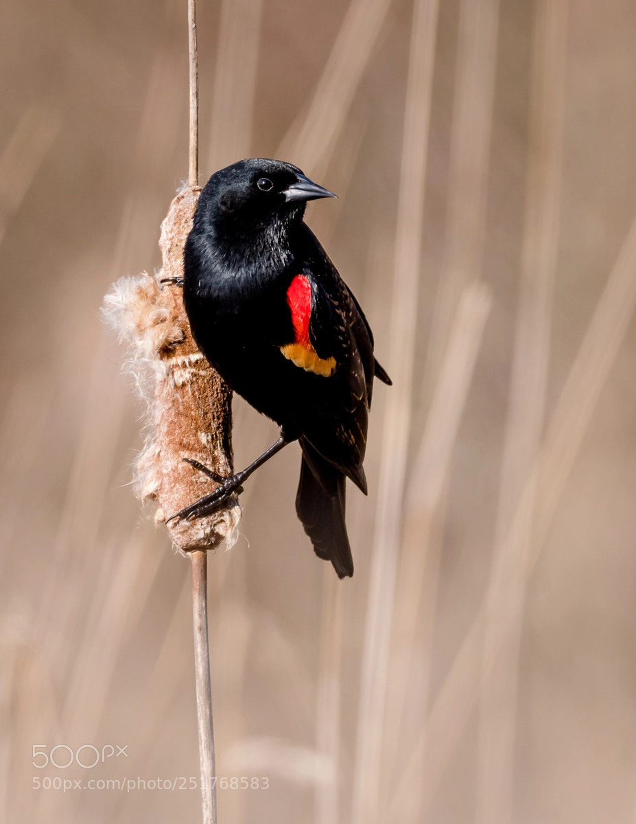 Nikon D810 sample photo. Male red-winged blackbird photography