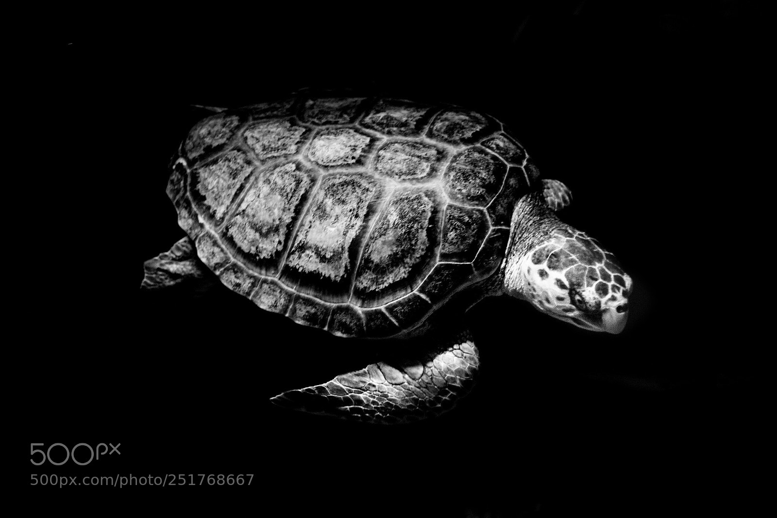 Nikon D800 sample photo. Turtle photography