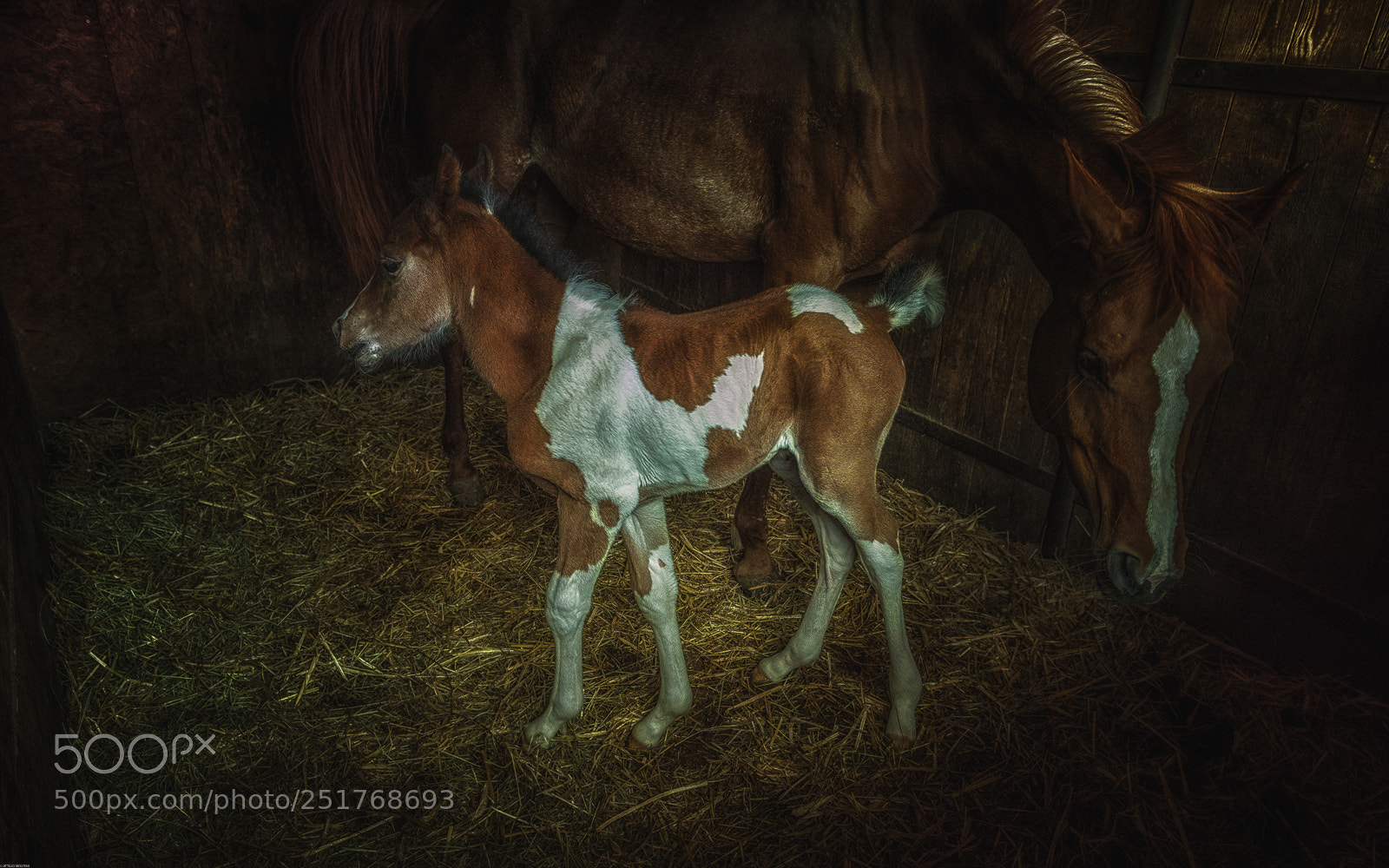 Nikon D810 sample photo. Born last night photography