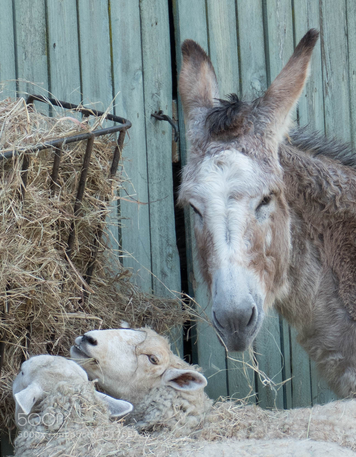 Panasonic Lumix DMC-FZ1000 sample photo. Hay time photography