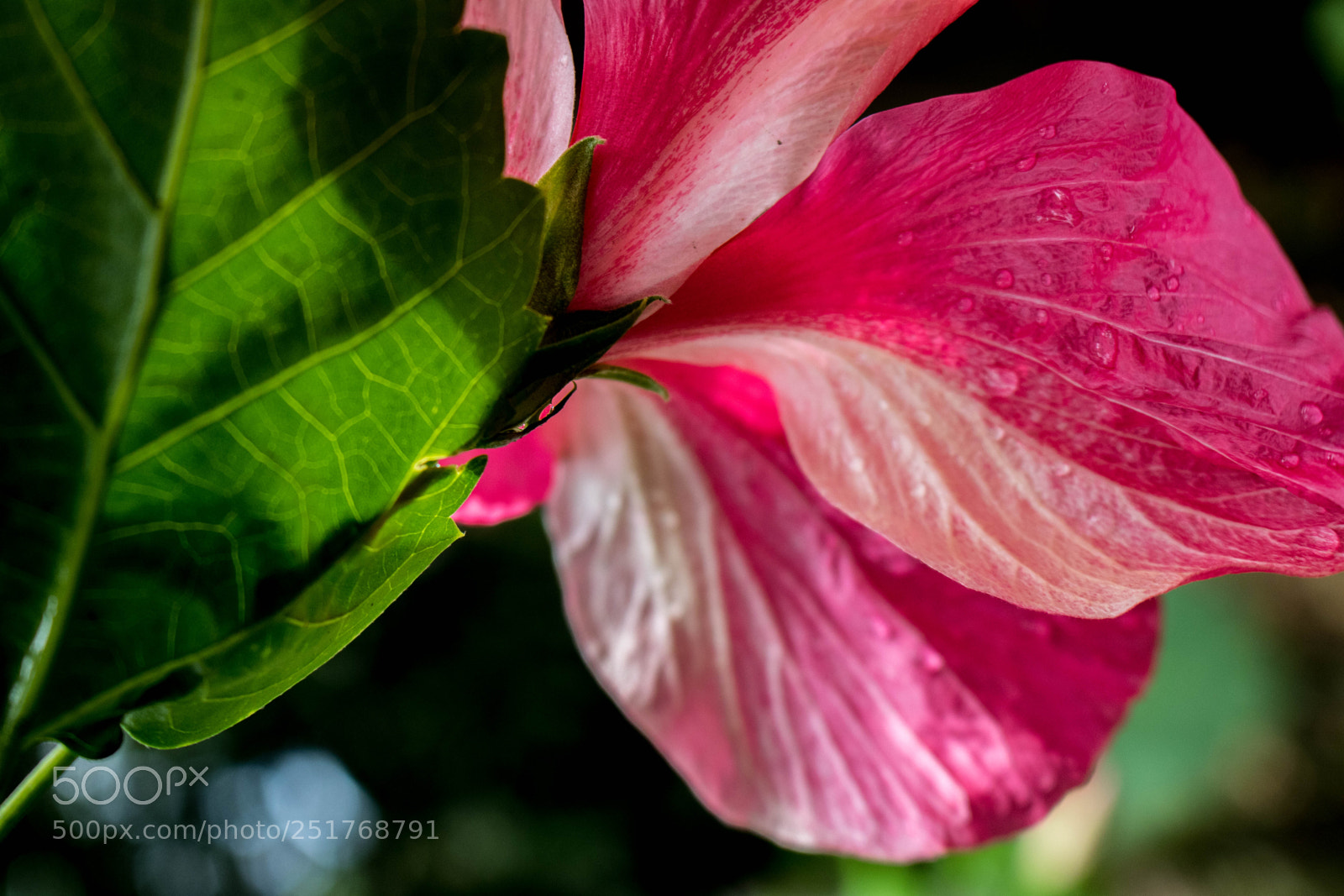 Canon EOS 750D (EOS Rebel T6i / EOS Kiss X8i) sample photo. Red hibiscus photography
