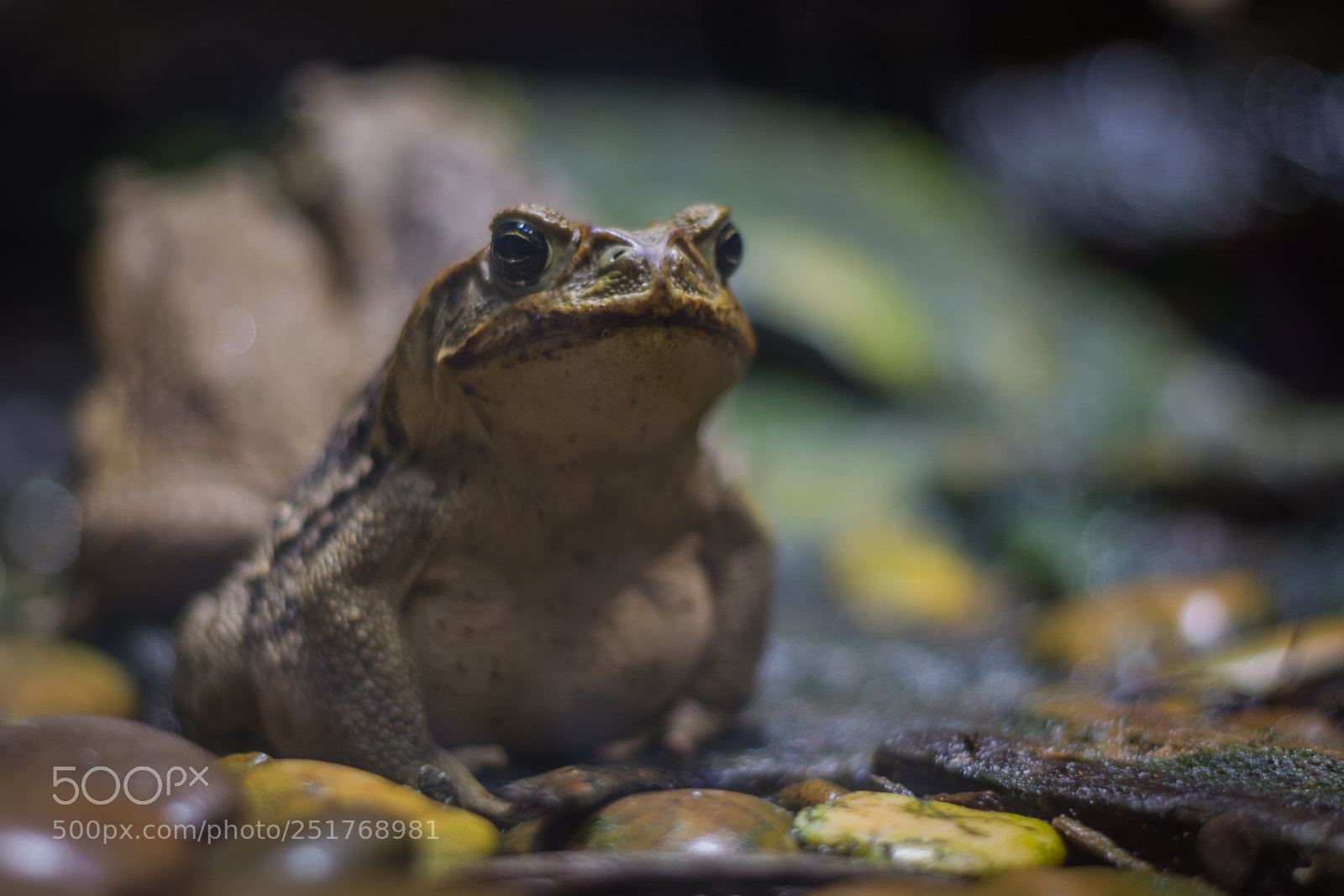 Nikon D5200 sample photo. Cane toad photography
