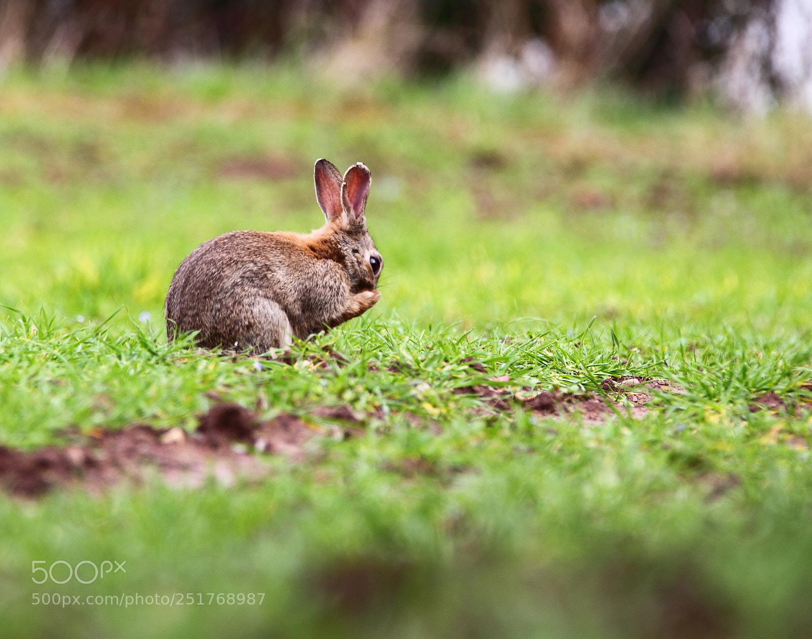 Canon EOS-1D Mark IV sample photo. Wild rabbit photography