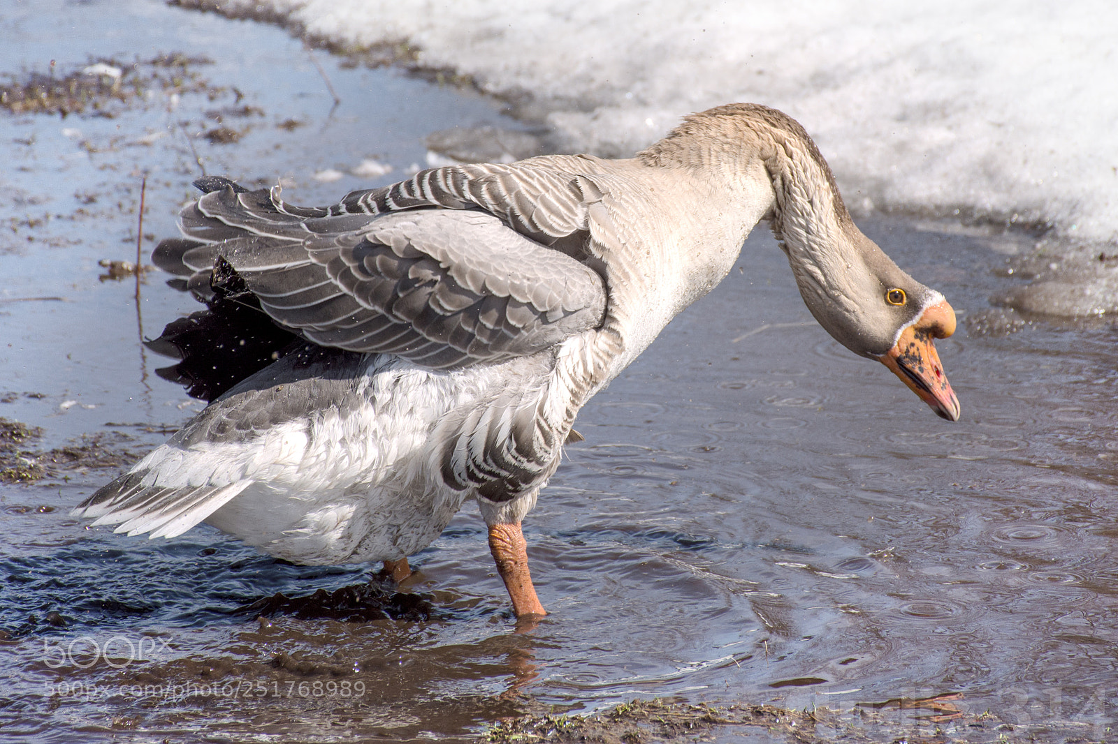 Nikon D7200 sample photo. Chinese goose - oie photography