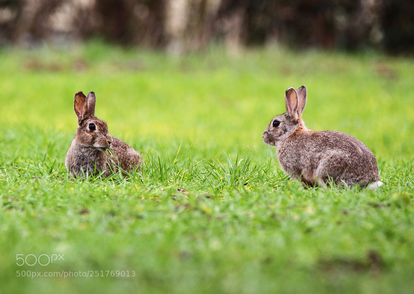 Canon EOS-1D Mark IV sample photo. Wild rabbit photography