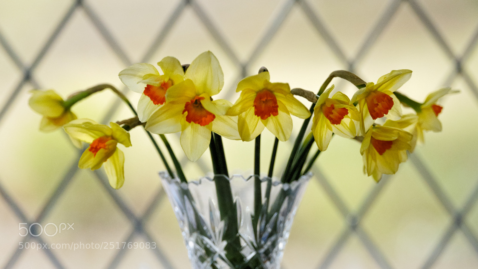 Fujifilm GFX 50S sample photo. Narcissus photography