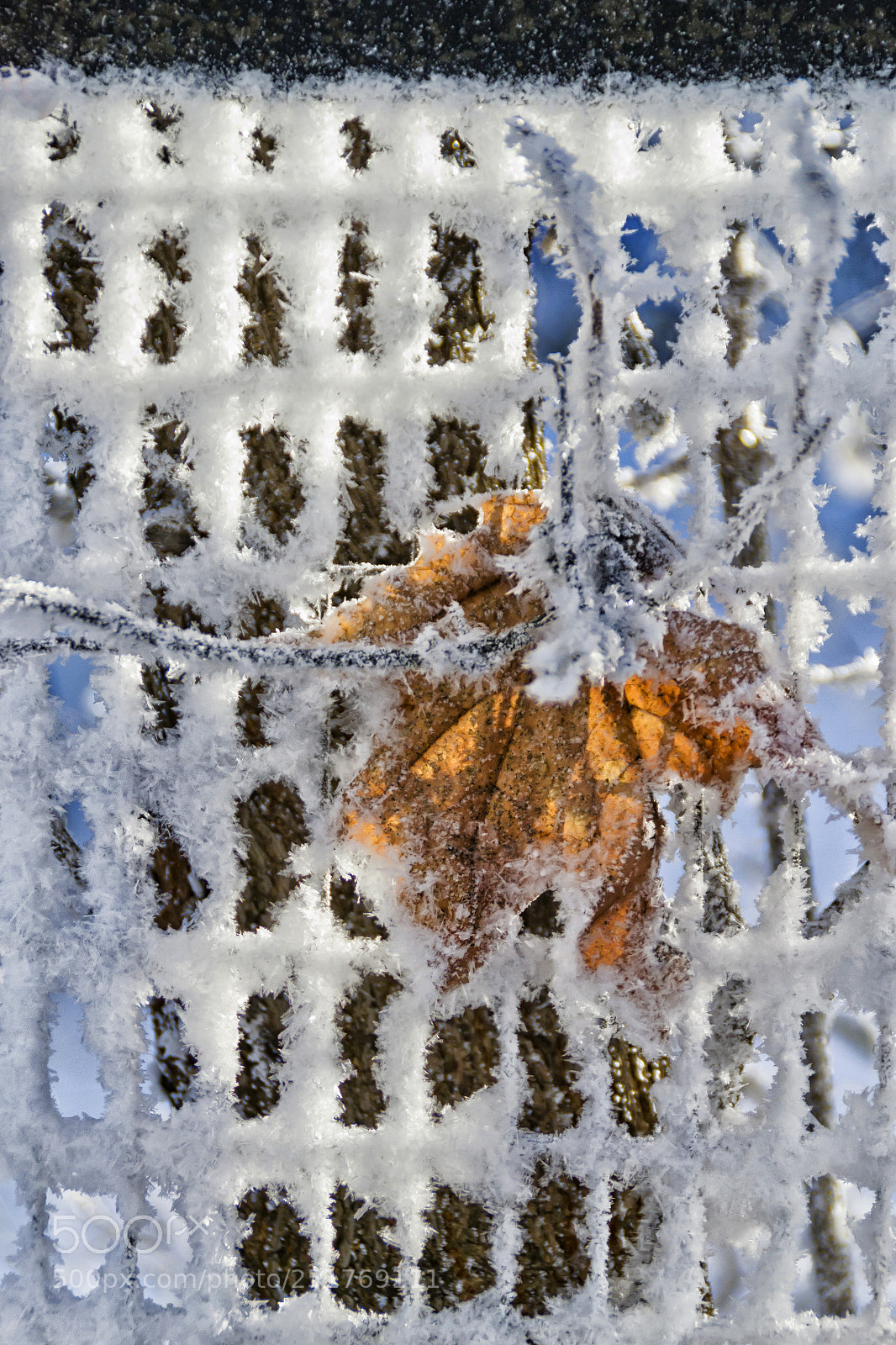 Nikon D3100 sample photo. Winter photography