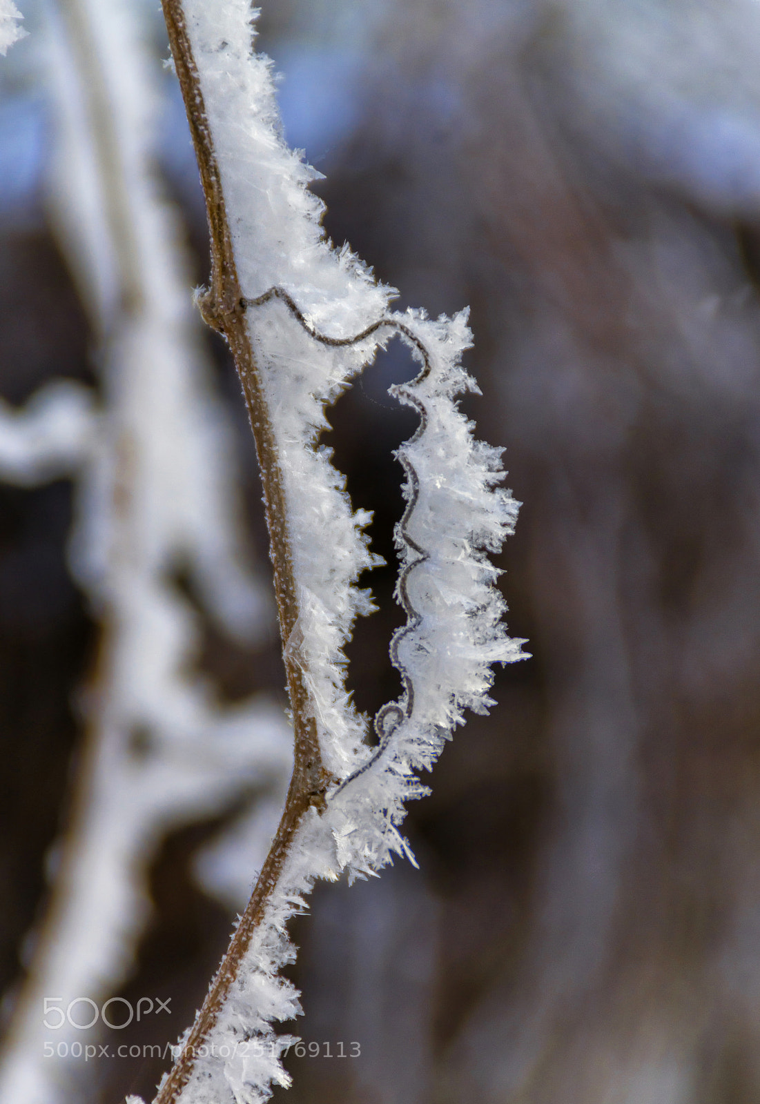 Nikon D3100 sample photo. Winter photography