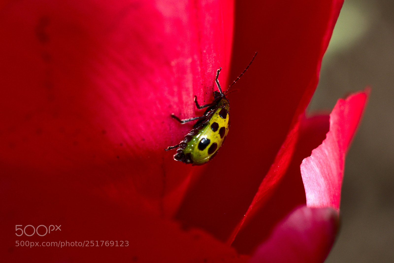 Nikon D3300 sample photo. Inicio de primavera photography