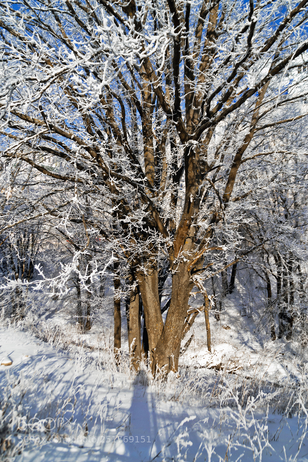 Nikon D3100 sample photo. Winter photography