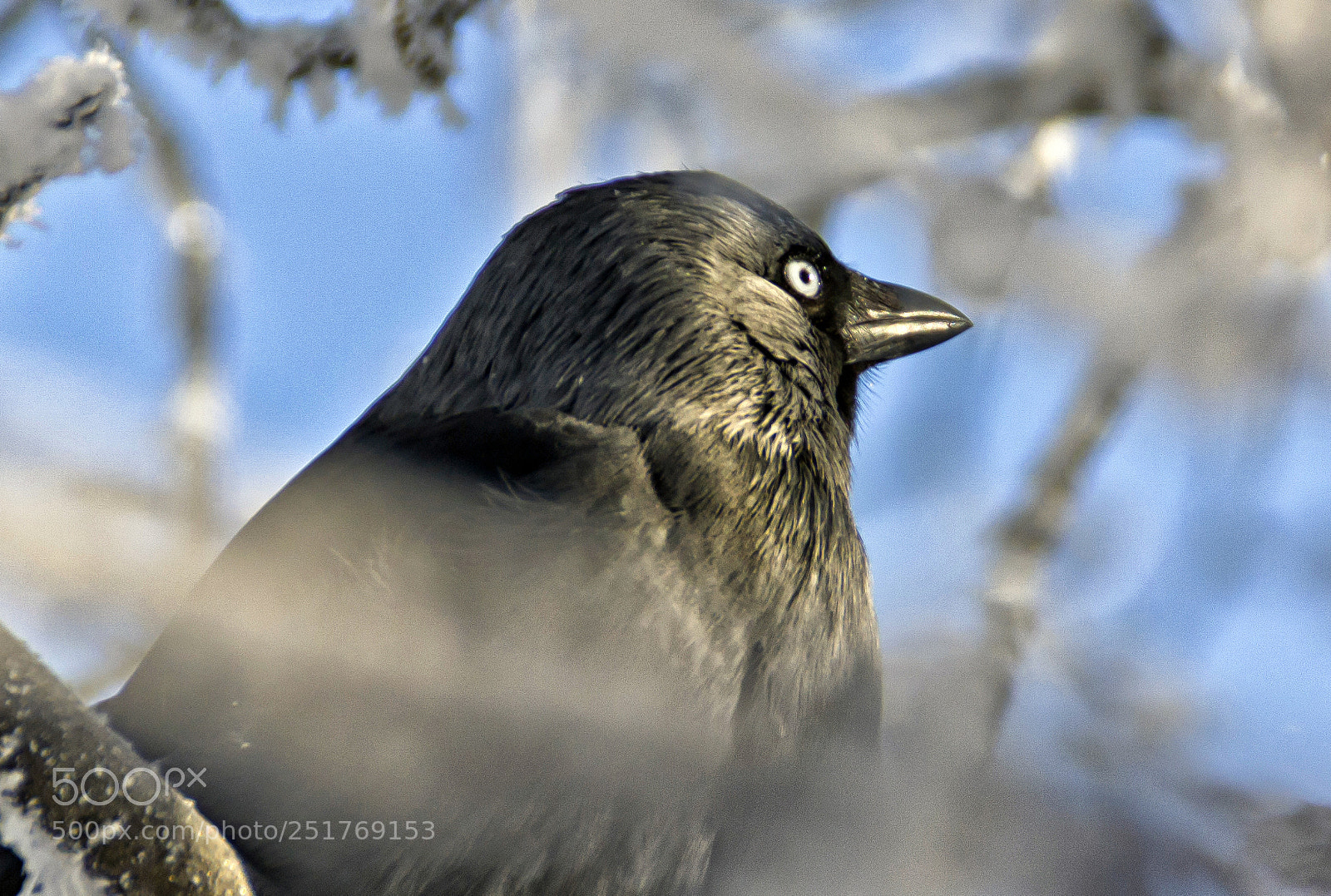 Nikon D3100 sample photo. Winter photography