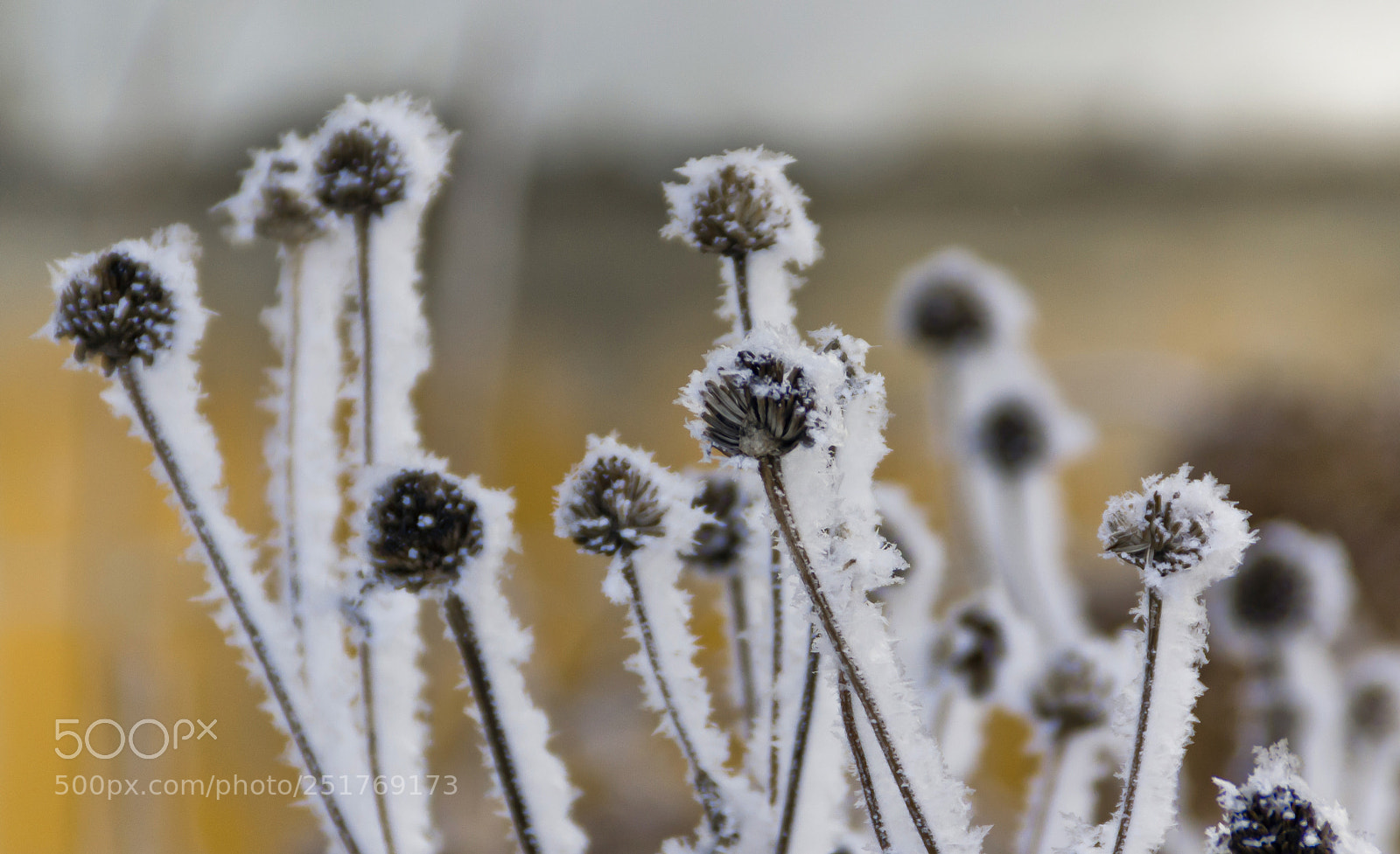 Nikon D3100 sample photo. Winter photography