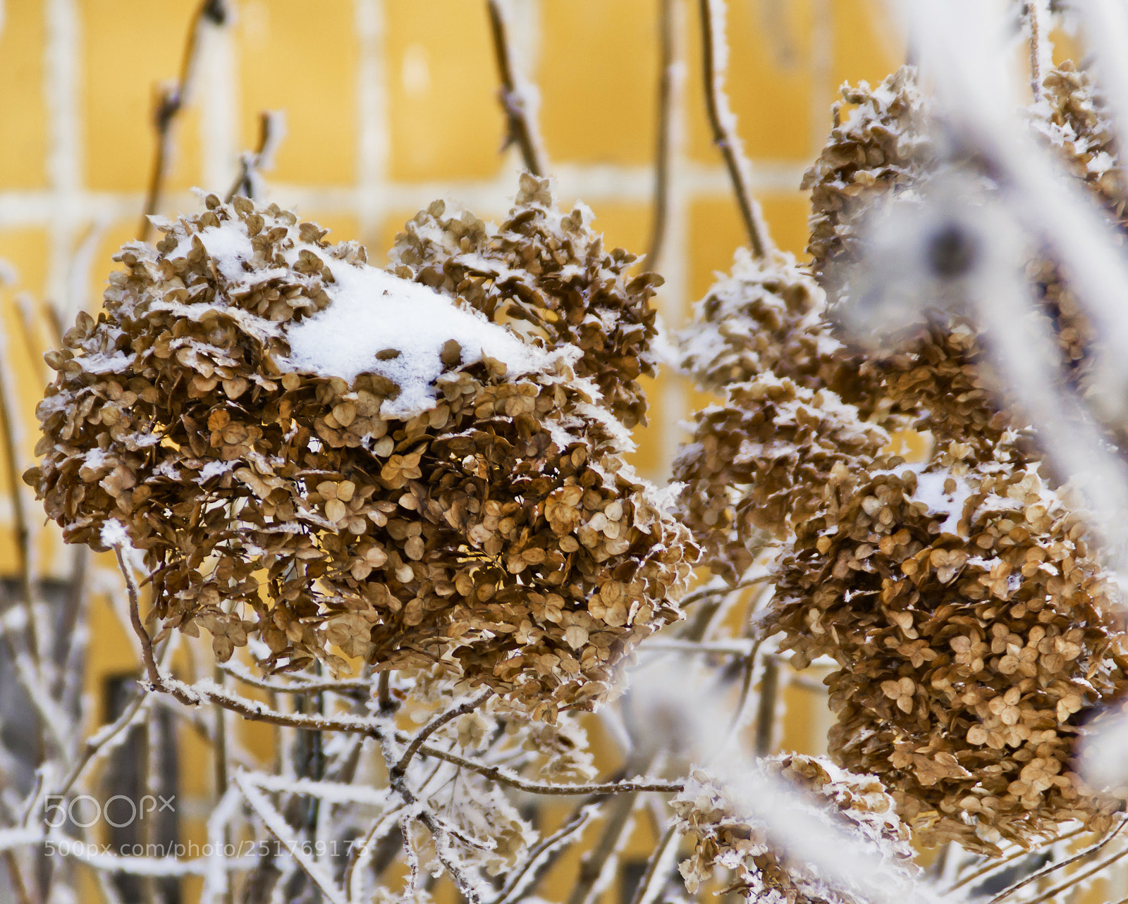 Nikon D3100 sample photo. Winter photography