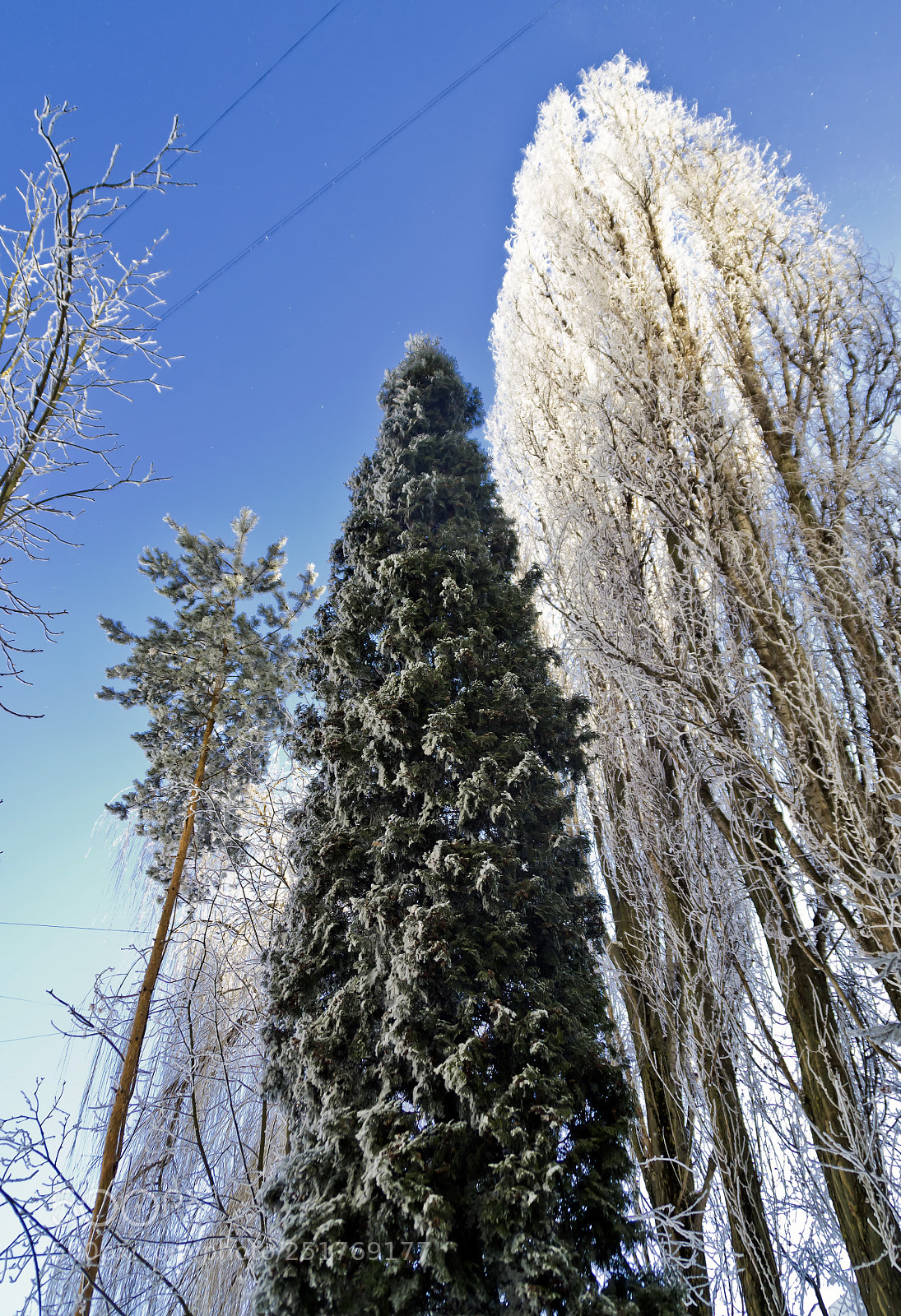 Nikon D3100 sample photo. Winter photography