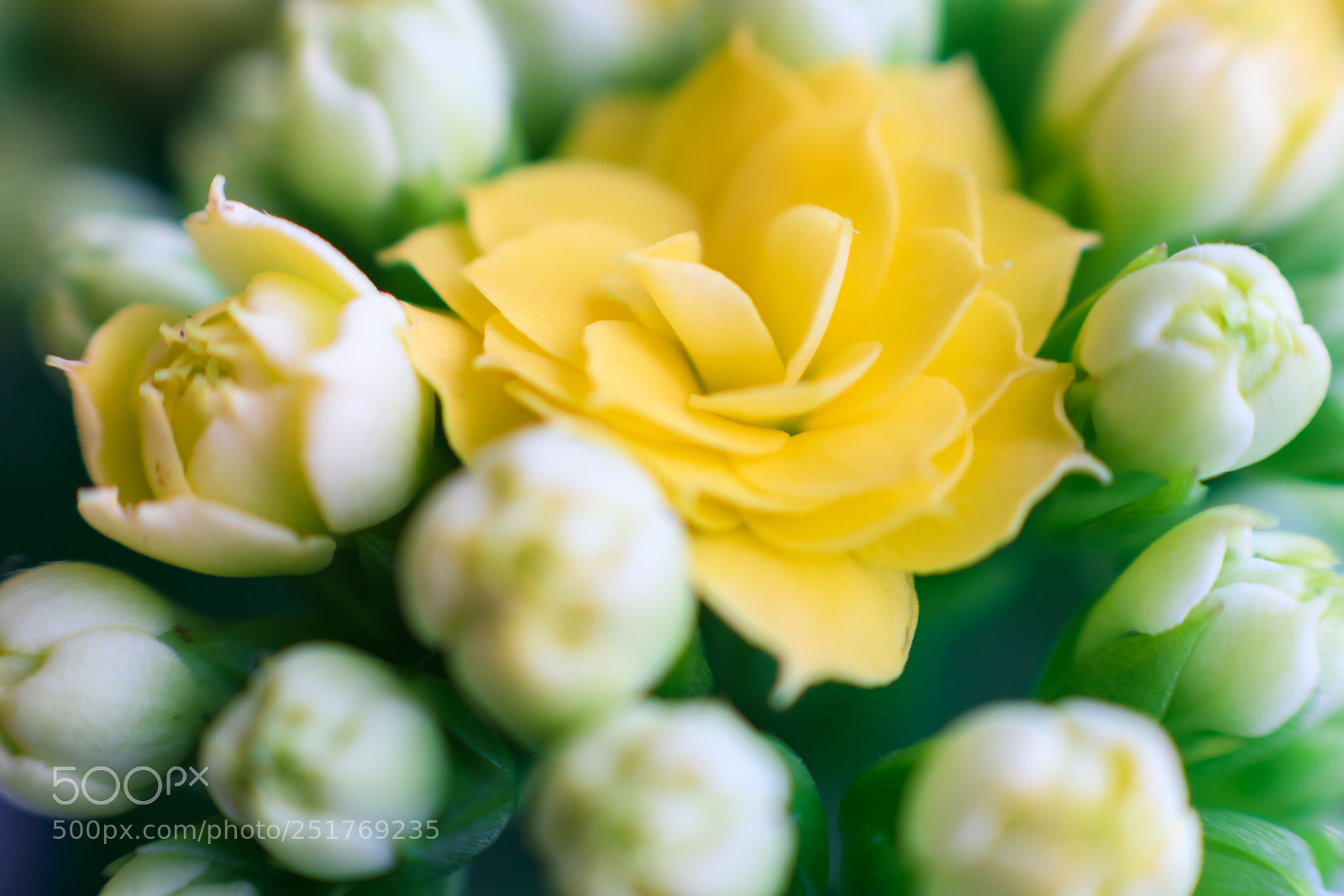 Canon EOS 80D sample photo. Close-up photography