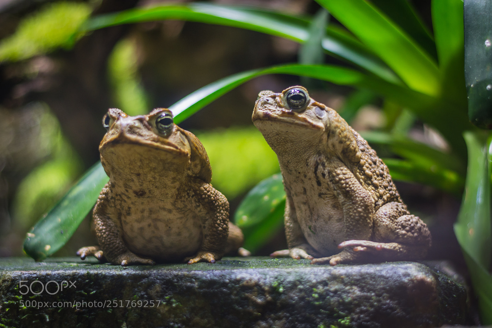 Nikon D5200 sample photo. Two cane toads photography