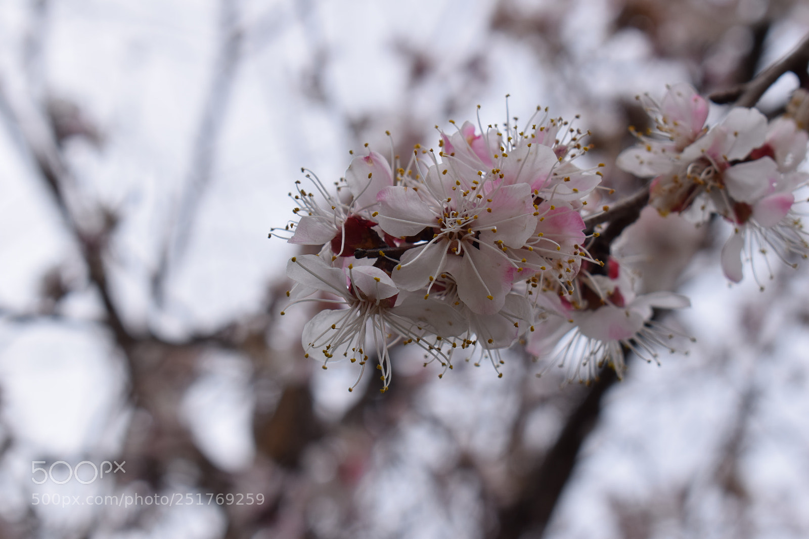 Nikon D5300 sample photo. Cherry blossoms photography