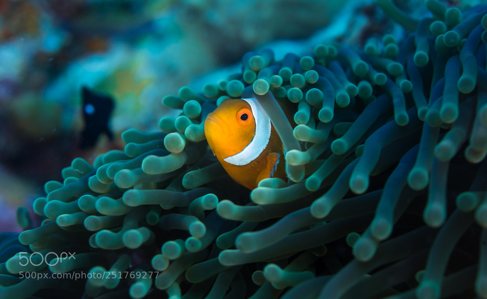 Nikon D810 sample photo. Nemo gaze photography