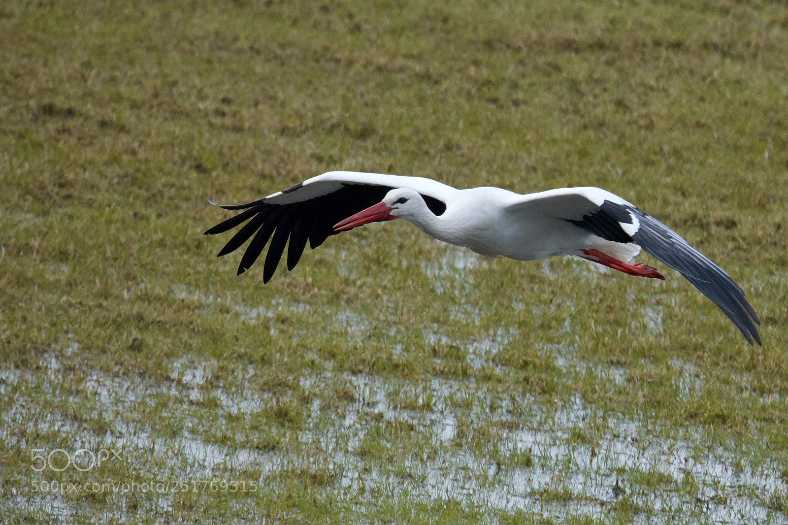 Nikon D7200 sample photo. White stork photography