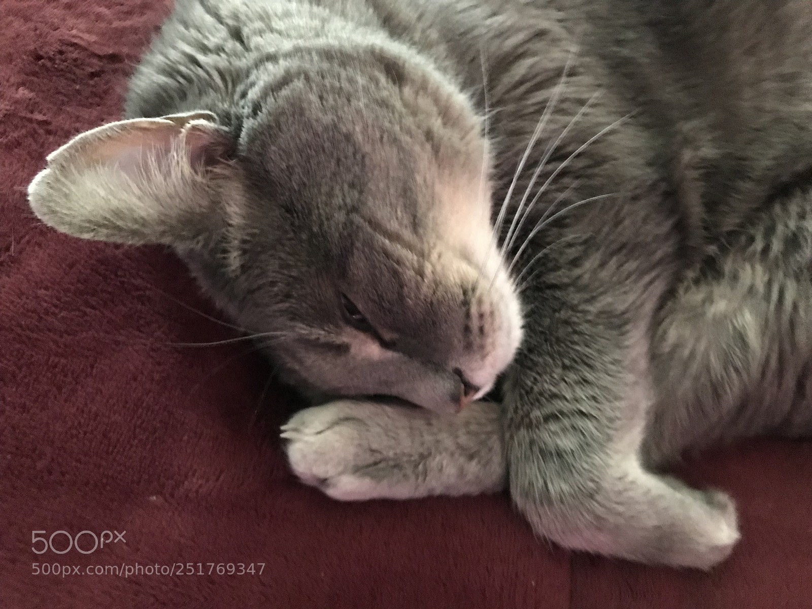 Apple iPhone 7 Plus sample photo. Sleeping kitty photography