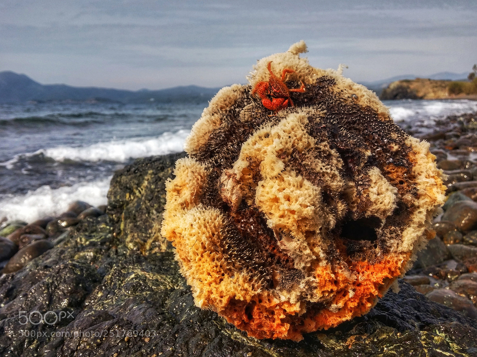 LG G3 sample photo. The sponge and the photography
