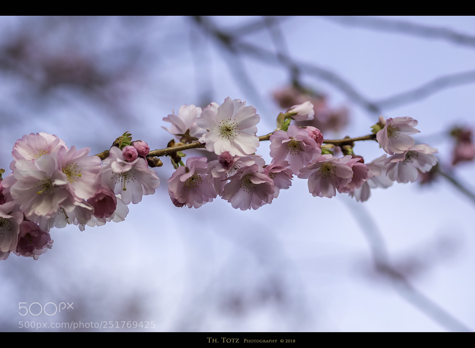 Olympus OM-D E-M1 sample photo. Spring blossoms photography