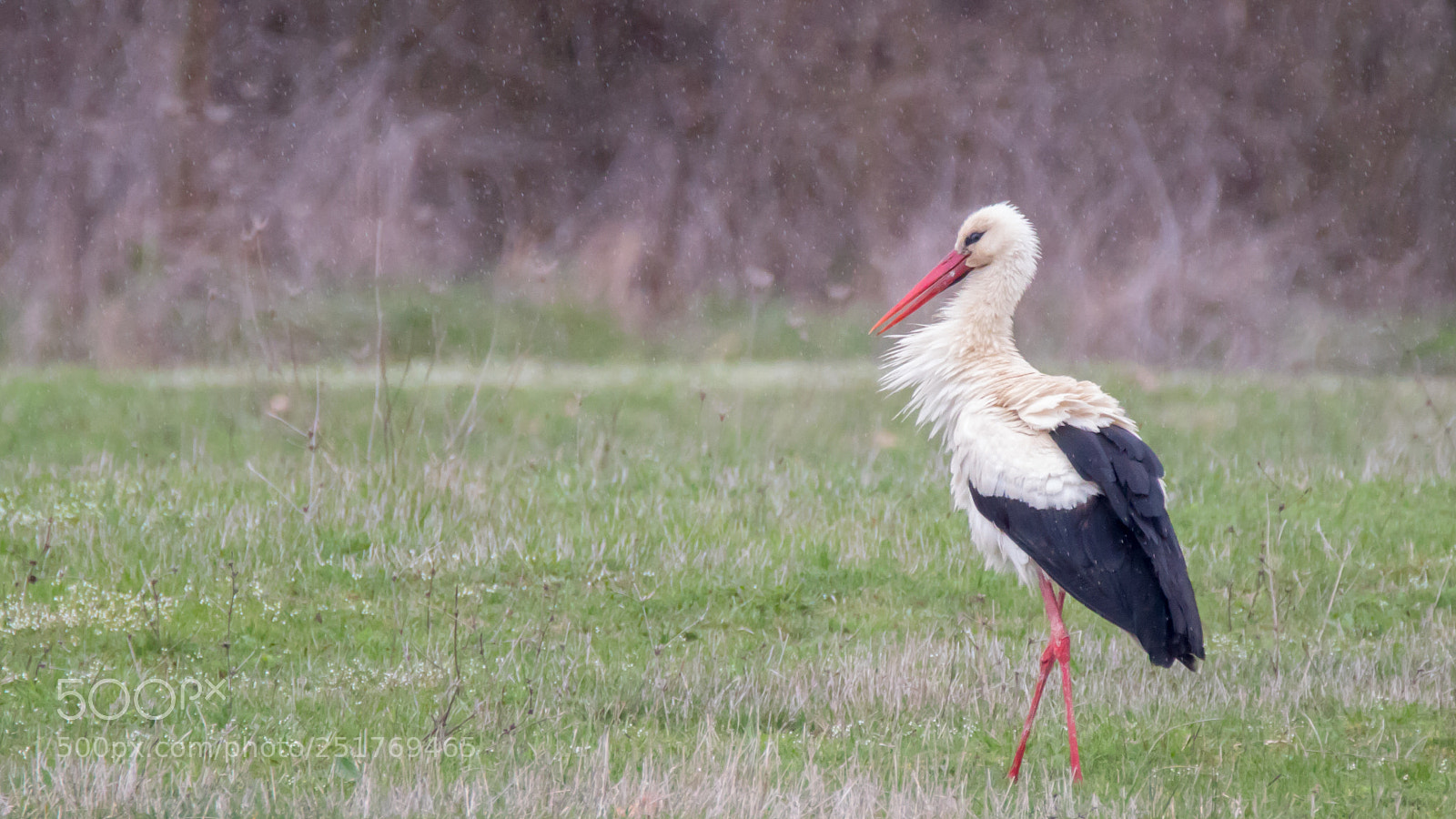 Canon EOS 750D (EOS Rebel T6i / EOS Kiss X8i) sample photo. Stork in the rain photography