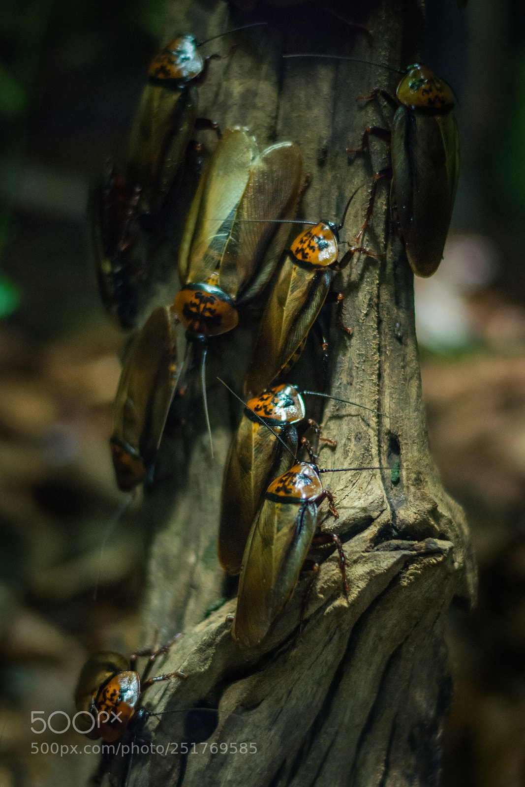 Nikon D5200 sample photo. Medium sized orange head photography
