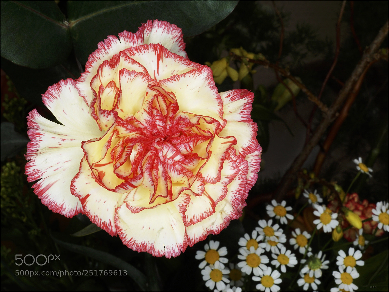 Sony ILCA-77M2 sample photo. Fiery carnation photography