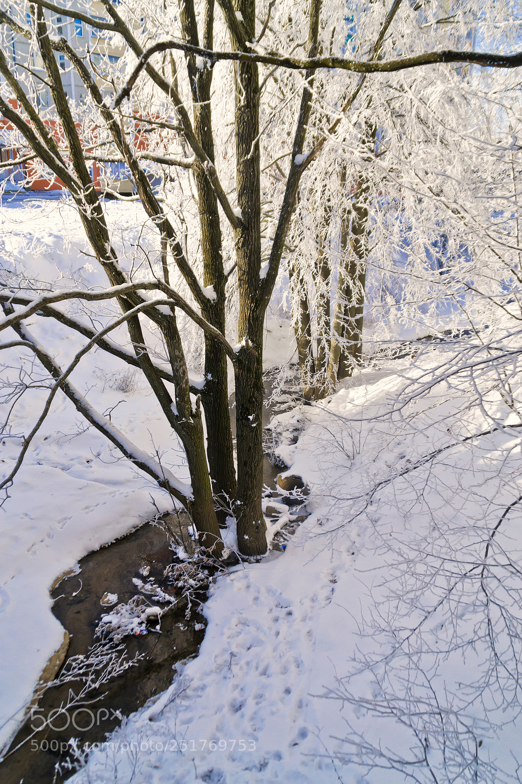 Nikon D3100 sample photo. Frost photography