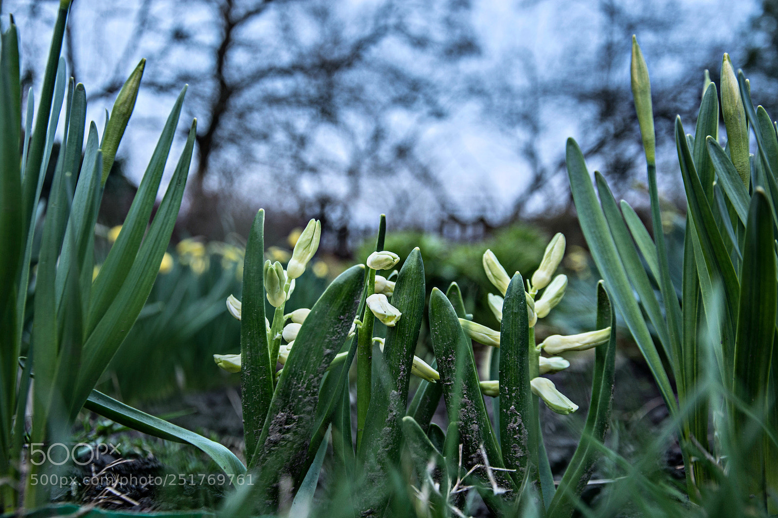 Nikon D7100 sample photo. Flower photography