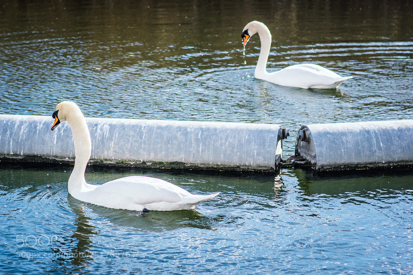 Nikon D5300 sample photo. Swans photography